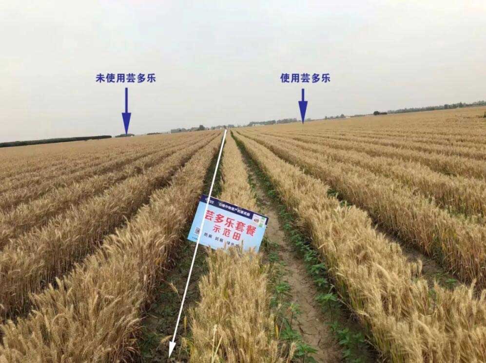 芸多乐效果