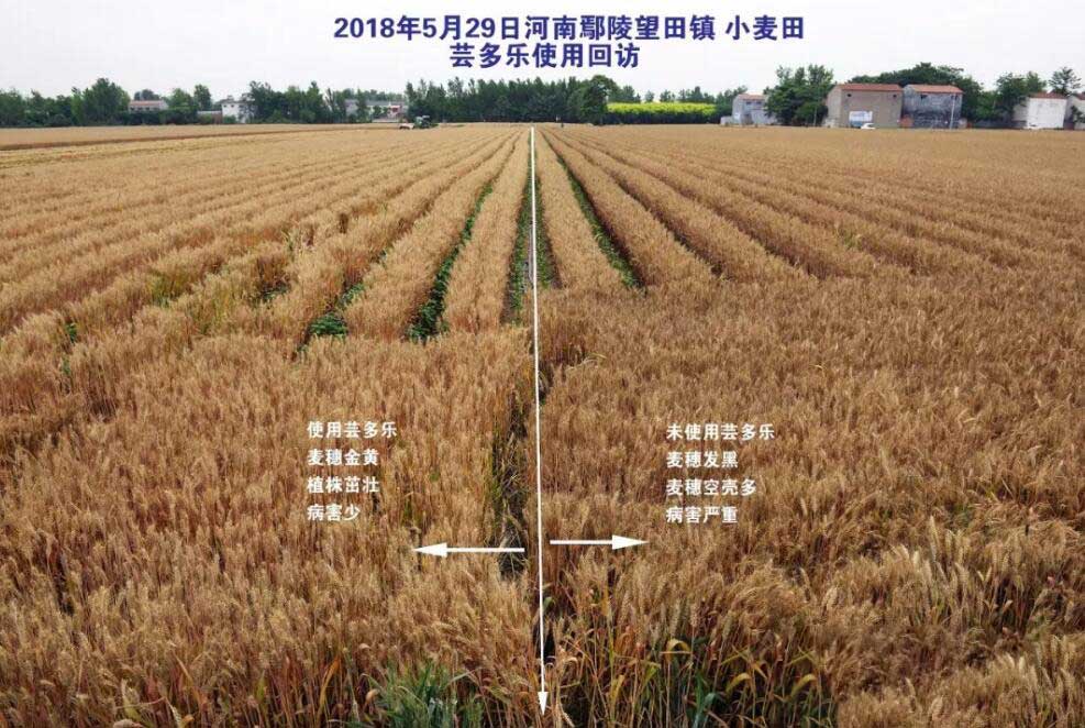 小麦套餐效果