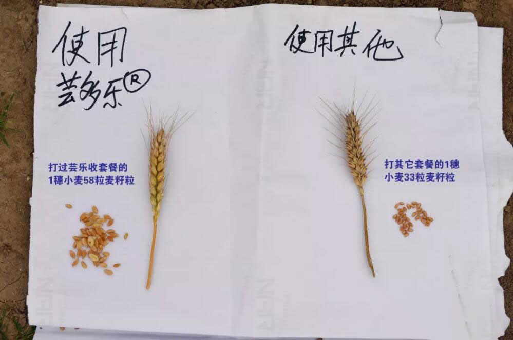 小麦增产套餐