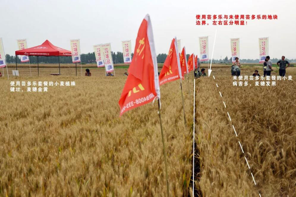 小麦拌种剂十大排名